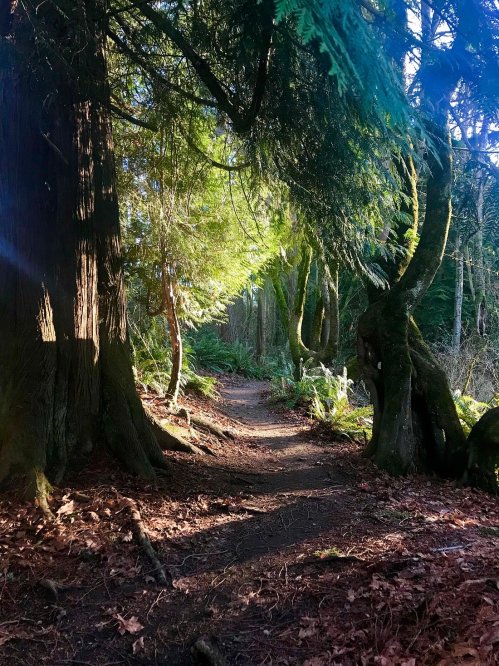A sunlit forest path winding through tall trees and lush greenery, with dappled light filtering through the leaves.