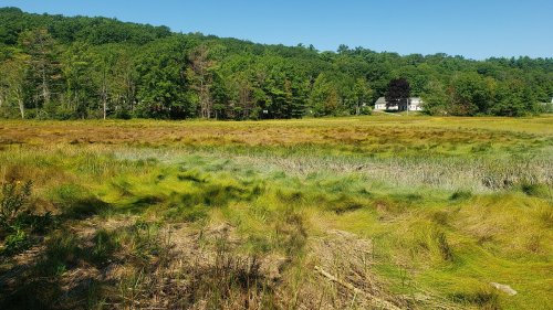 A lush green field with tall grass, bordered by trees, and a house visible in the background under a clear blue sky.