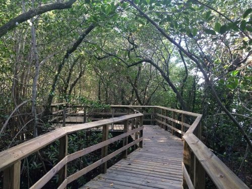 A wooden boardwalk winding through a lush, green forest with dense trees and foliage overhead.