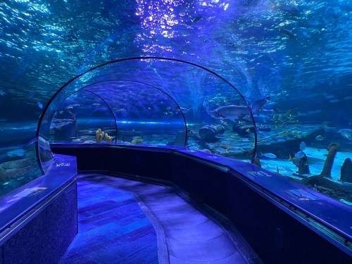 A tunnel view in an aquarium, showcasing colorful fish and a shark swimming in a vibrant blue underwater environment.