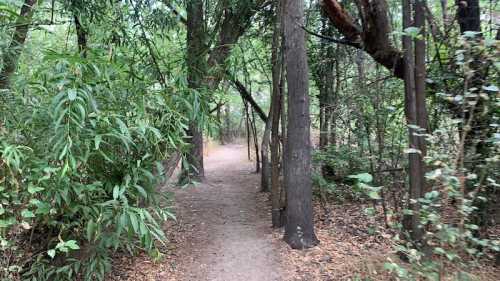 A narrow dirt path winding through a lush, green forest with tall trees and dense foliage on either side.