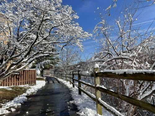 A snowy path lined with trees and a wooden fence under a clear blue sky.