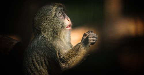 Close-up of a small, greenish-grey monkey with a light beard at Southwick's Zoo, looking up with clasped hands.