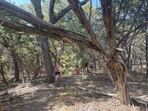 A group of hikers navigating a wooded trail with twisted trees and dense foliage.