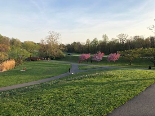 A scenic park with green grass, blooming pink trees, and a winding path, with people enjoying the outdoors.