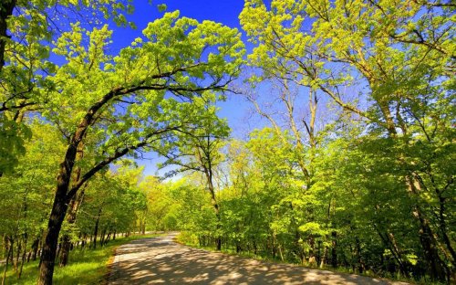 A winding road surrounded by lush green trees under a bright blue sky.