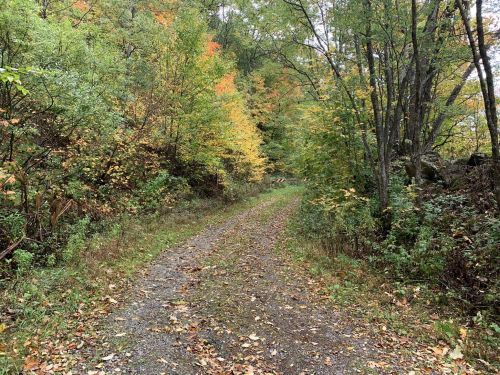 A gravel path winds through a forest with trees displaying autumn colors of green, yellow, and orange.