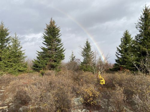 A scenic landscape featuring evergreen trees and a rainbow against a cloudy sky.
