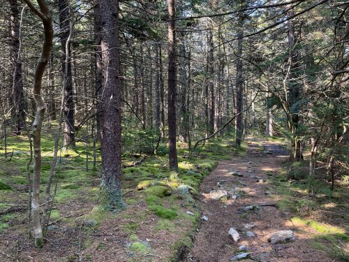 A serene forest path lined with tall trees and moss-covered ground, inviting exploration in nature.