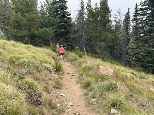 Two hikers walking along a dirt trail through a lush green forest.