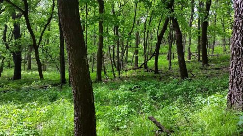 Lush green forest with tall trees and dense undergrowth, creating a serene and vibrant natural landscape.