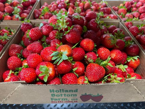 Freshly picked strawberries piled in cardboard boxes at Holland Bottom Farm, showcasing vibrant red fruit.