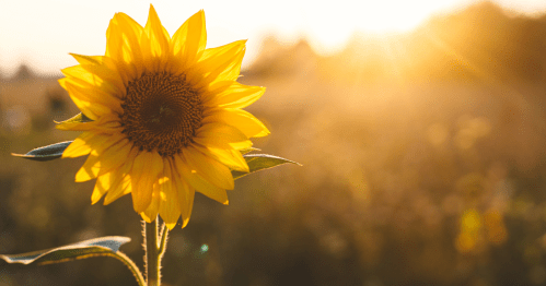A single sunflower stands tall in a field. The rest of the flowers are blurred in the background.