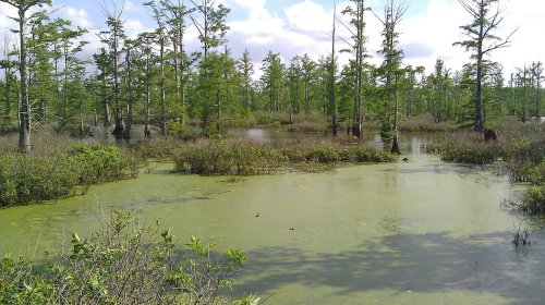 Lush wetland scene with green vegetation, standing water, and trees under a partly cloudy sky.