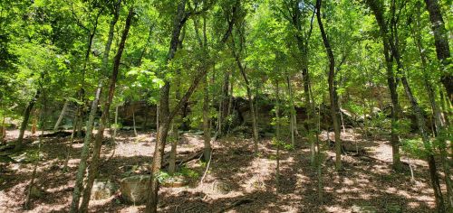 Lush green forest with tall trees and rocky terrain, dappled sunlight filtering through the leaves.