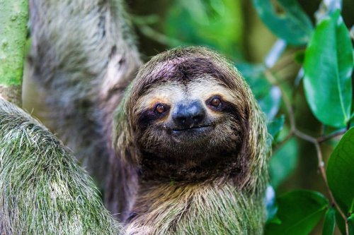A close-up of a sloth's face, featuring its distinctive fur and gentle expression, surrounded by green foliage.