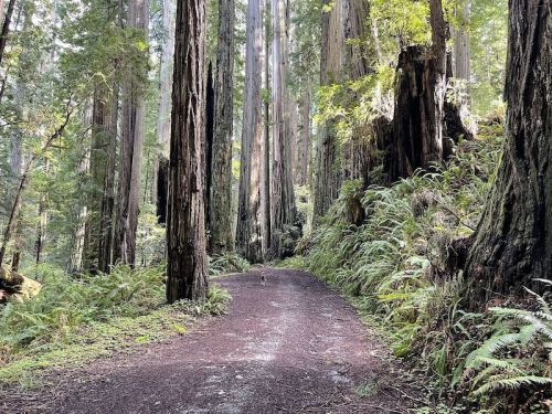 A serene forest path winding through tall redwood trees, surrounded by lush ferns and greenery.