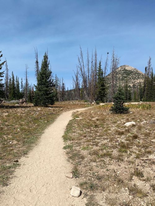 A sandy path winds through a grassy area with sparse trees and a mountain in the background under a clear blue sky.