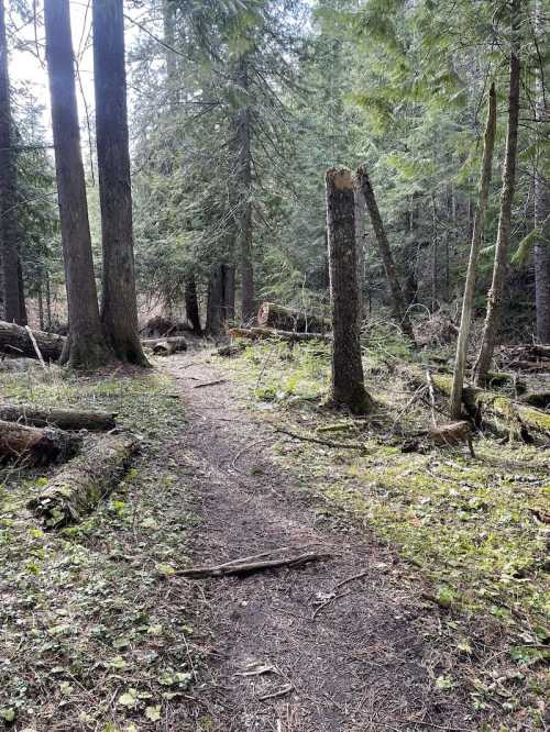 A winding dirt path through a dense forest with tall trees and scattered fallen logs.