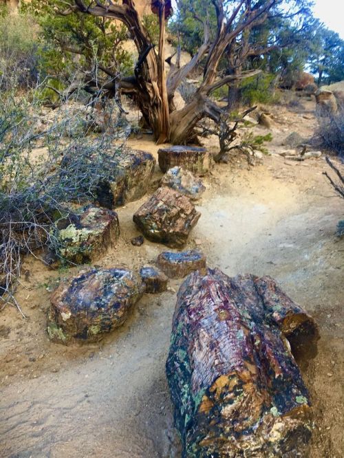 A rocky path through a desert landscape, featuring large, weathered logs and sparse vegetation.