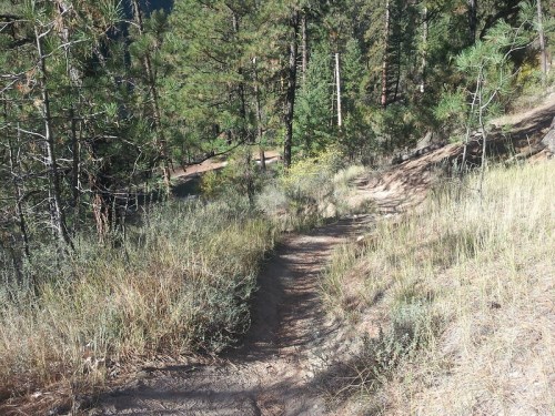 A narrow dirt path winds through a forest of tall pine trees and grassy undergrowth.