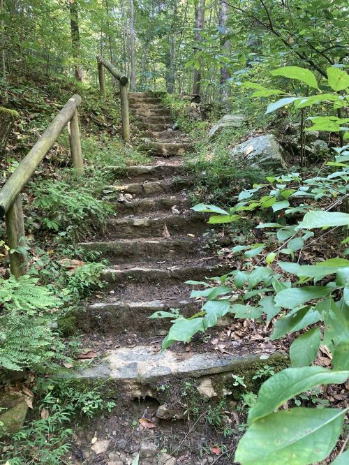 Stone steps lead up through a lush, green forest, surrounded by ferns and trees.