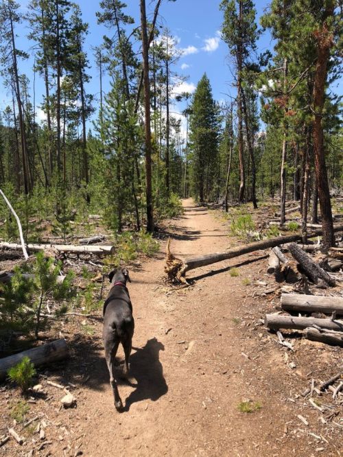 A dog walks along a dirt path through a forest with tall trees and scattered logs.