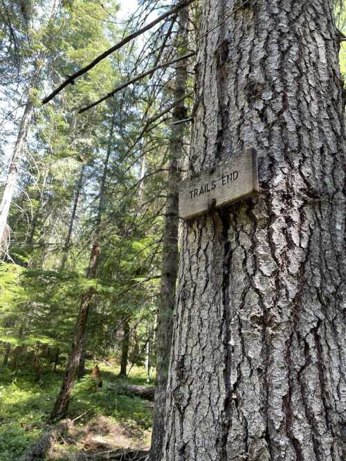 A close-up of a tree trunk with a wooden sign reading "TRAILS END" in a lush forest setting.