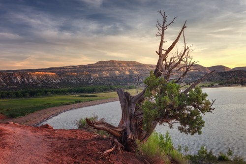 A gnarled tree stands by a calm lake, with mountains and a colorful sky in the background at sunset.