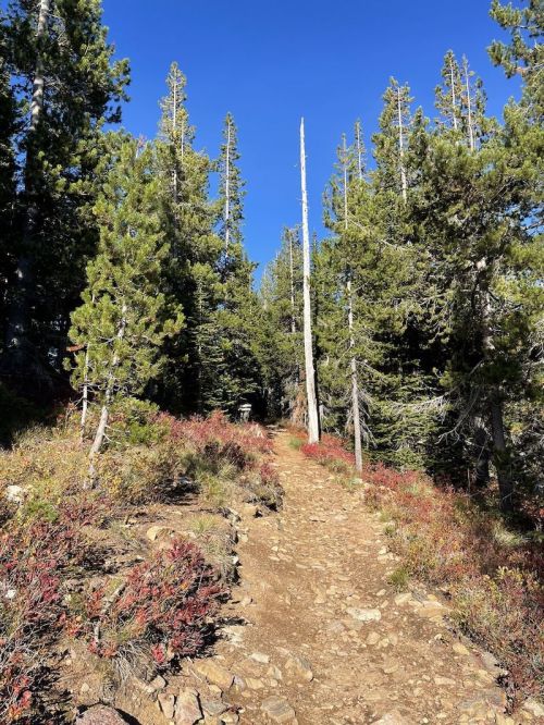 A rocky trail winds through tall pine trees, with vibrant foliage lining the path under a clear blue sky.