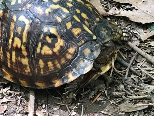 A close-up of a turtle's shell resting on the ground, surrounded by leaves and twigs.