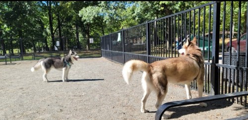 Two dogs, a husky and a mixed breed, play in a fenced dog park surrounded by trees on a sunny day.