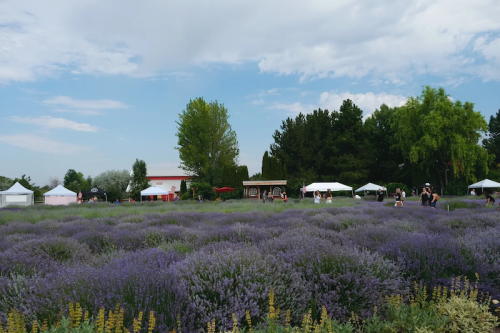 A vibrant lavender field with people enjoying the scenery and white tents under a blue sky with scattered clouds.