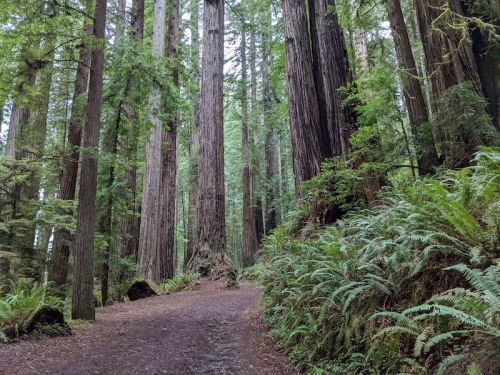 A serene forest path surrounded by tall redwood trees and lush ferns, creating a tranquil natural setting.