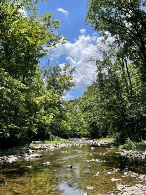 A serene river flows through a lush green forest under a bright blue sky with scattered clouds.