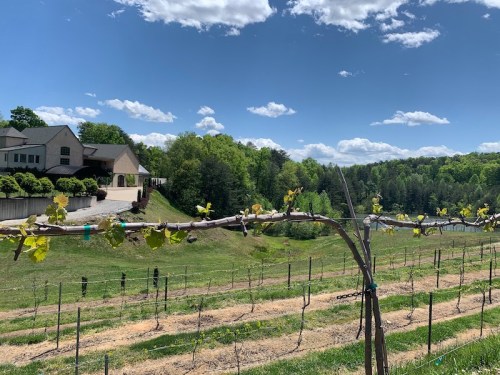 A vineyard with green grapevines, a house in the background, and a blue sky with fluffy clouds.
