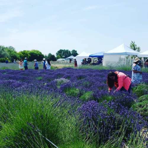 A lavender field with people harvesting flowers and tents in the background on a sunny day.