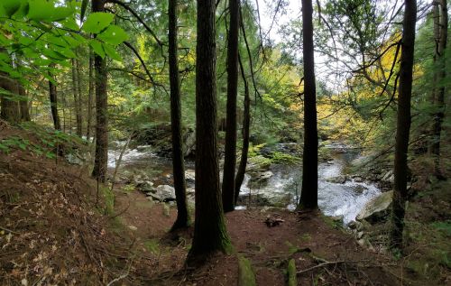 A serene forest scene with tall trees surrounding a calm river and rocky banks, showcasing autumn foliage.