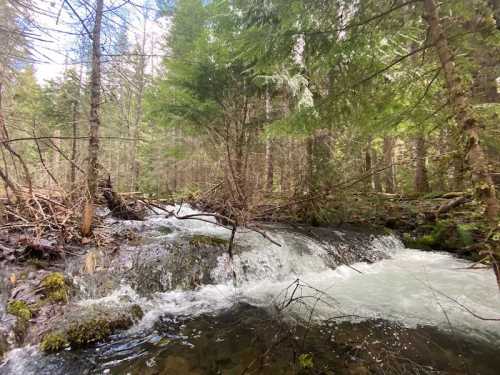 A serene forest scene featuring a flowing river surrounded by lush green trees and rocky banks.