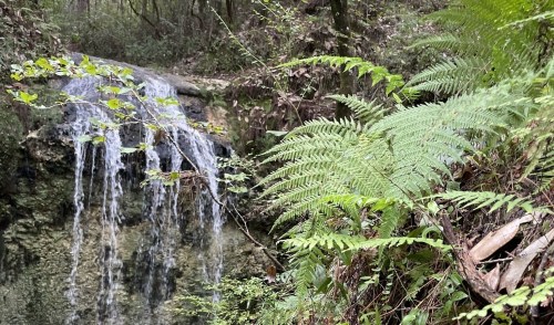 A serene forest scene featuring a small waterfall cascading over rocks, surrounded by lush green ferns.