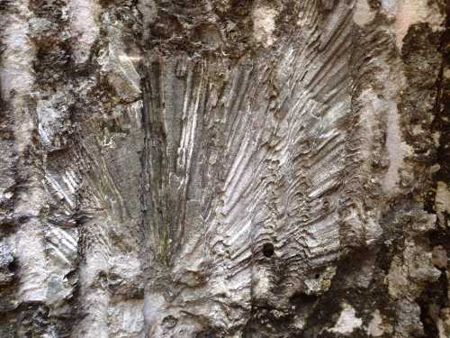 Close-up of textured rock surface with intricate patterns and grooves, showcasing natural geological formations.