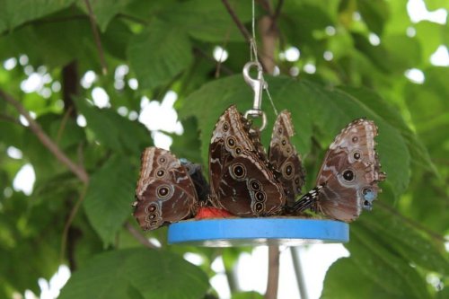 A group of brown butterflies with intricate patterns feeding on a blue dish, surrounded by green leaves.