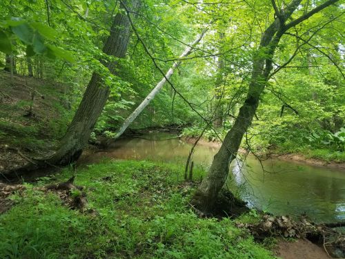 A serene forest scene with a winding creek surrounded by lush green trees and foliage.