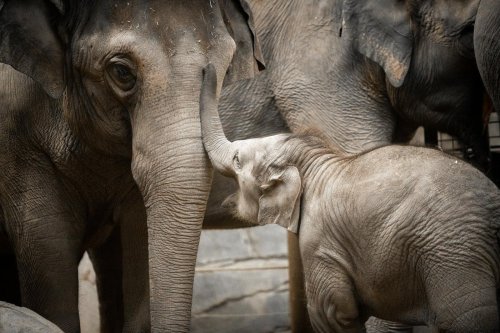 A baby elephant playfully touches the trunk of an adult elephant among a group of elephants.