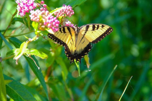A yellow and black butterfly perched on pink flowers, surrounded by green foliage.