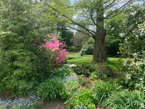 A lush garden scene featuring vibrant flowers, greenery, and a large tree under a clear blue sky.