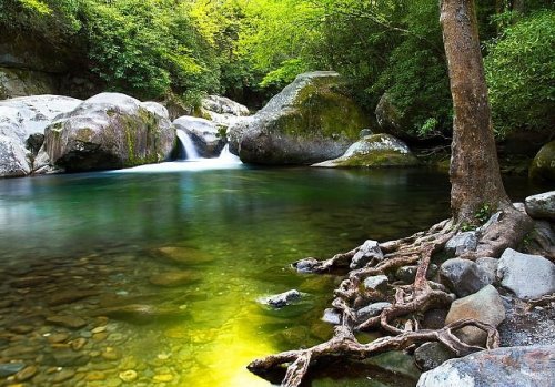 A serene river flows through a lush forest, with smooth rocks and tree roots visible along the water's edge.