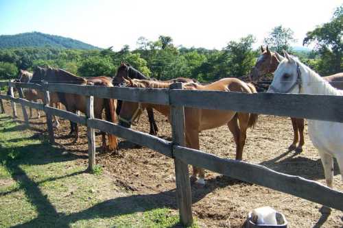 A line of horses standing by a wooden fence in a sunny pasture with trees and hills in the background.