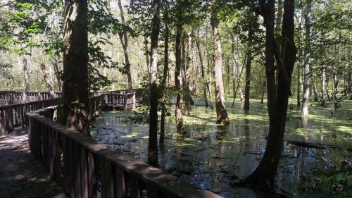 A wooden walkway through a lush, green swamp with trees and still water covered in algae.