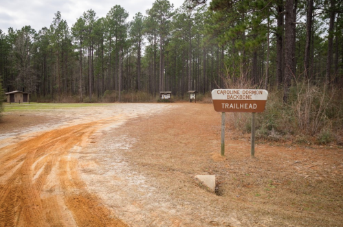 Sign for Caroline Dormon Backbone Trailhead, surrounded by tall pine trees and a dirt path.